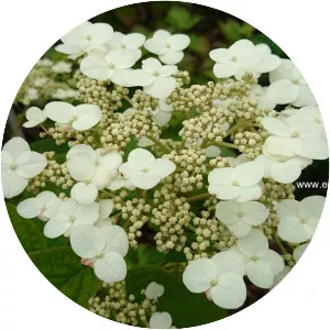 Hydrangea heteromalla