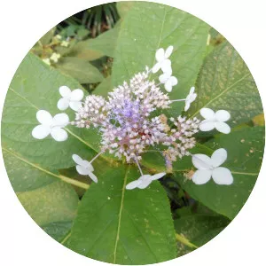 Hydrangea involucrata