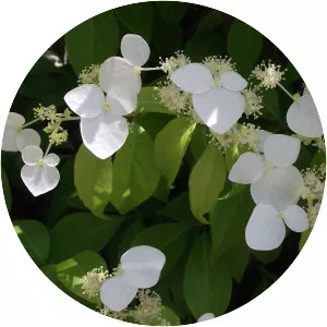 Hydrangea luteovenosa