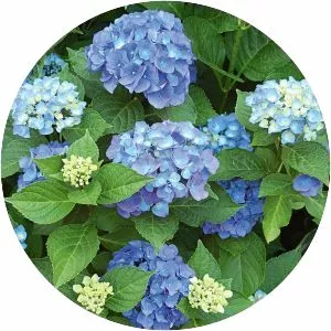 Hydrangea