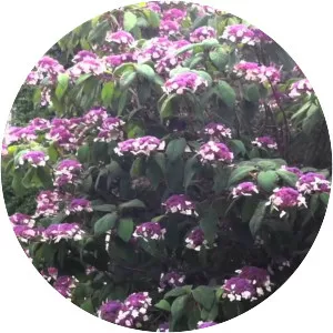 Hydrangea sargentiana