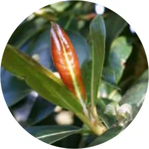 Hydrangea serratifolia