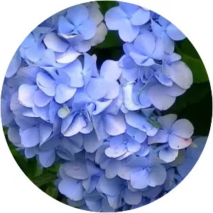 Hydrangeaceae - Plants