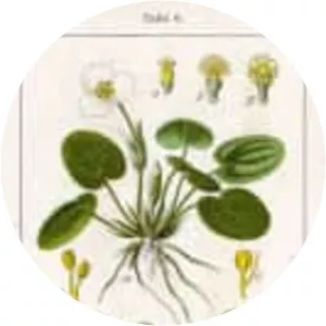 Hydrocharitaceae
