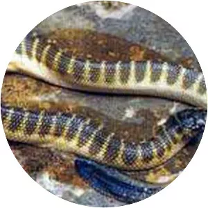 Hydrophis cyanocinctus