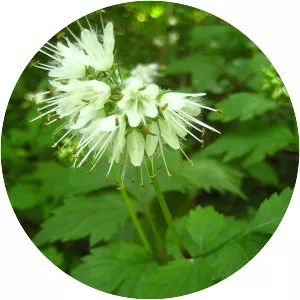 Hydrophyllum - Plants