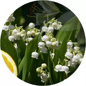 Hydroxycitronellal - 