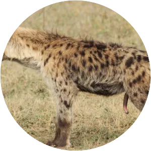 Hyena