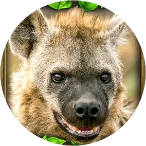 Hyena Simulator