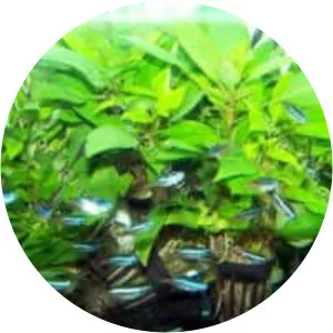 Hygrophila corymbosa - Plants