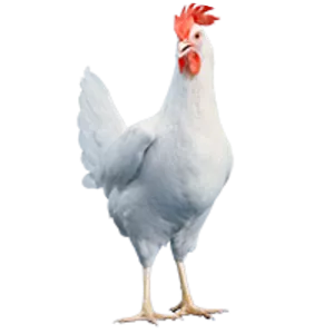 Hyline chicken