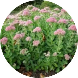 Hylotelephium - Plants