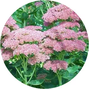 Hylotelephium spectabile