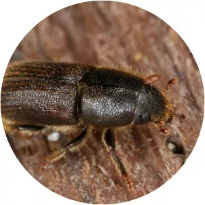 Hylurgus ligniperda - 
