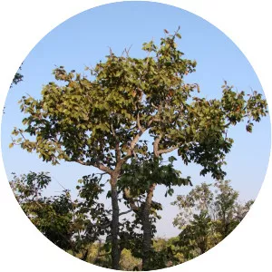 Hymenaea