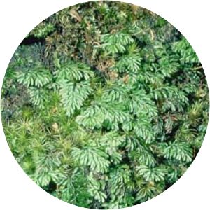 Hymenophyllum cupressiforme - 