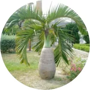 Hyophorbe lagenicaulis