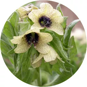 Hyoscyamus