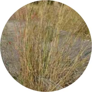 Hyparrhenia rufa - Plants