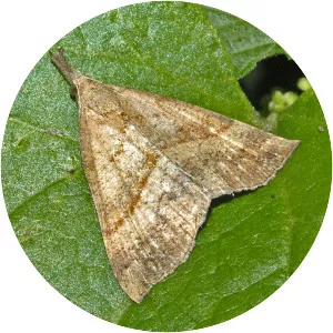 Hypena proboscidalis