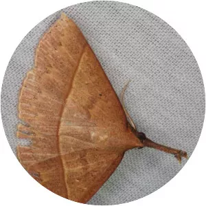 Hypenine snout moths