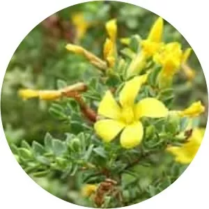 Hypericum aegypticum - Plants