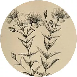 Hypericum concinnum - Plants