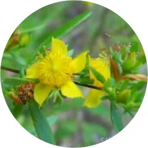 Hypericum fasciculatum - 