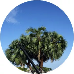 Hyphaene thebaica - Plants