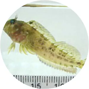 Hypleurochilus fissicornis