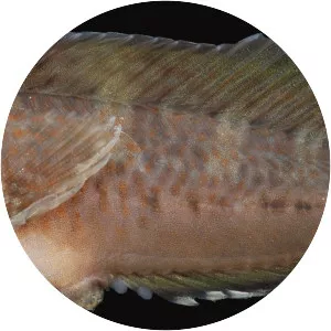 Hypleurochilus geminatus - 