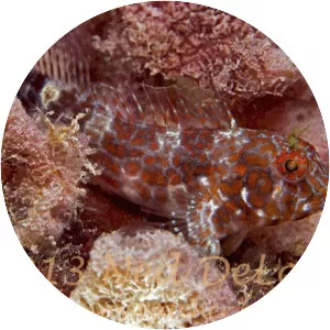 Hypleurochilus springeri - 