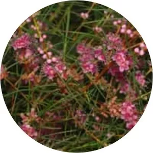 Hypocalymma angustifolium - 