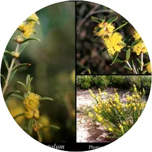Hypocalymma xanthopetalum - 
