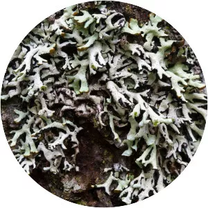 Hypogymnia