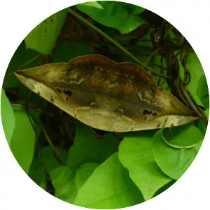 Hypopyra vespertilio