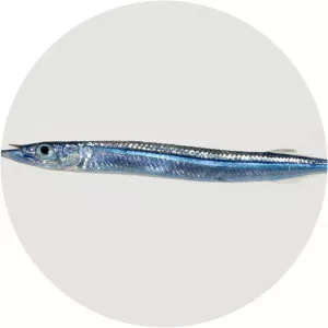 Hyporhamphus affinis - 