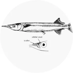 Hyporhamphus unifasciatus