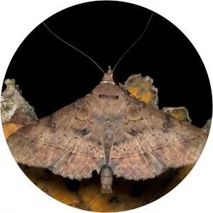 Hypospila bolinoides