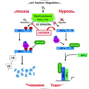 Hypoxia-inducible factors - 