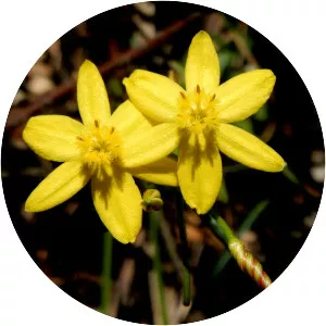 Hypoxis hygrometrica - 