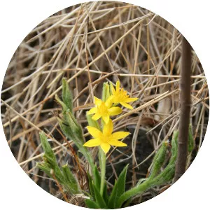 Hypoxis