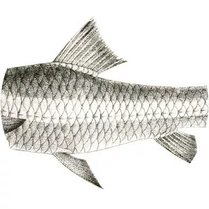 Hypselobarbus pulchellus