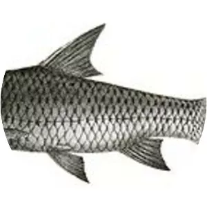 Hypselobarbus thomassi