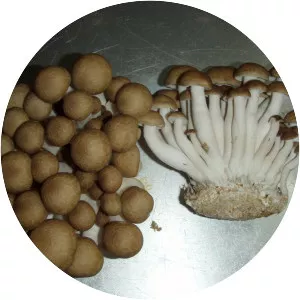 Hypsizygus tessellatus