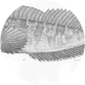 Hypsoblennius caulopus