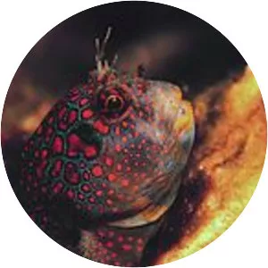 Hypsoblennius invemar