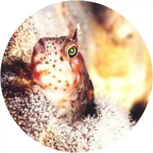 Hypsoblennius sordidus