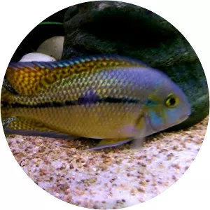 Hypsophrys nicaraguensis - Fish