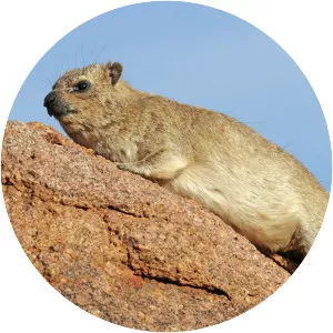 Hyrax